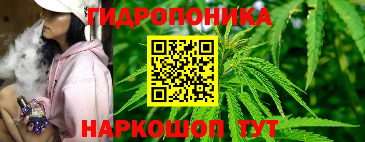 Канабис сатива Дербент